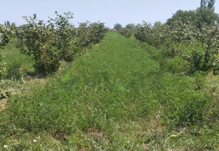 157 sot Torpaq Satılır, Xaçmaz
