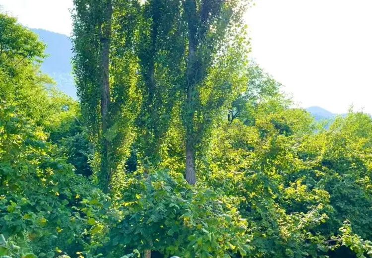 3 otaqlı mənzil Satılır, Qəbələ