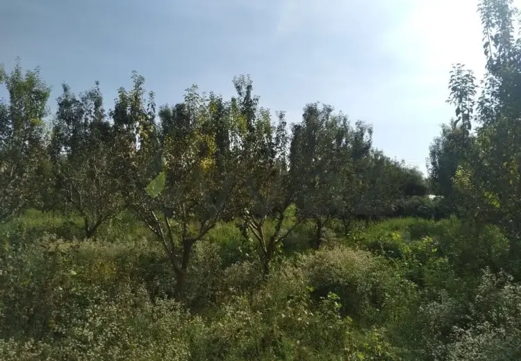 95 sot Torpaq Satılır, Göyçay