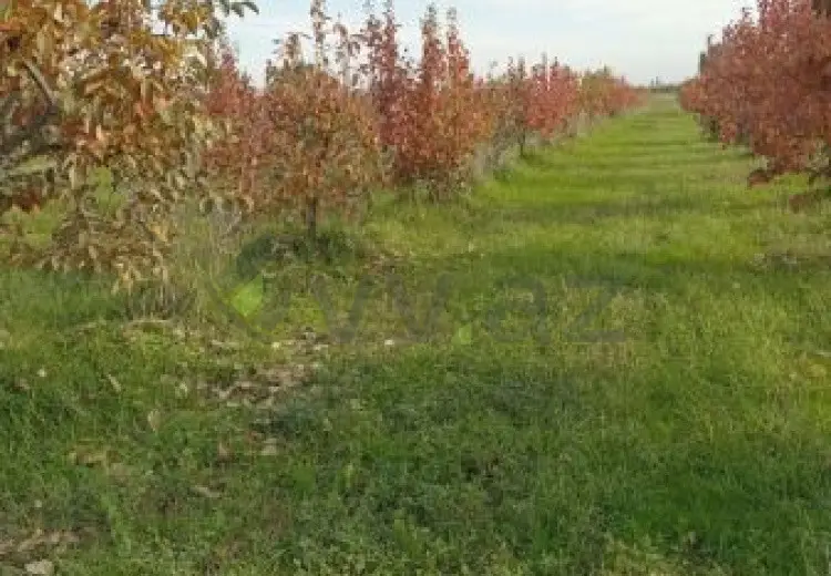 200 sot Torpaq Satılır, Xaçmaz