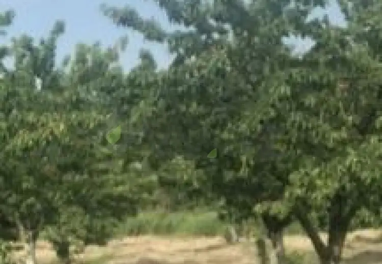 48 sot Torpaq Satılır, Xaçmaz