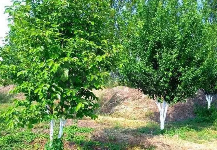 180 sot Torpaq Satılır, Xaçmaz