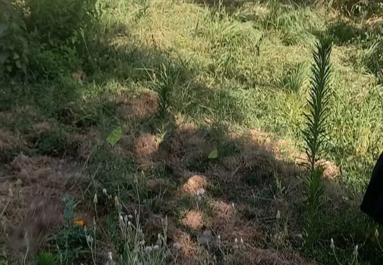 5 sot Torpaq Satılır, Qəbələ