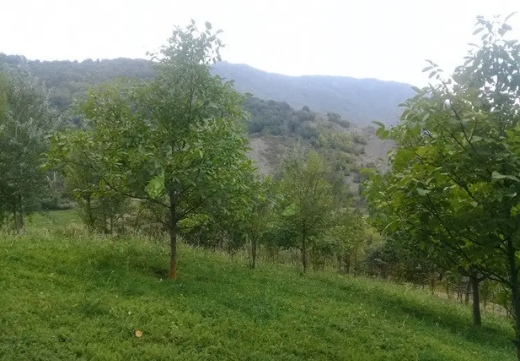 16 sot Torpaq Satılır, İsmayıllı