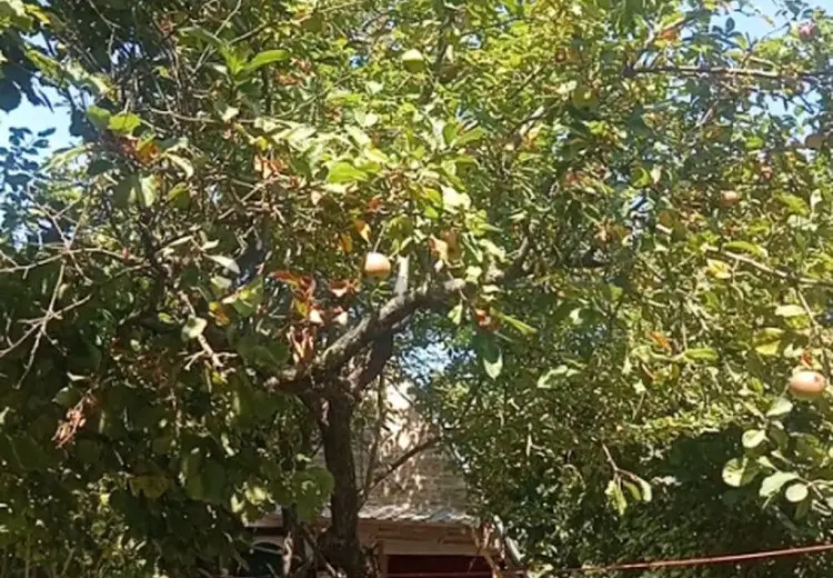 10 sot Torpaq Satılır, Qəbələ