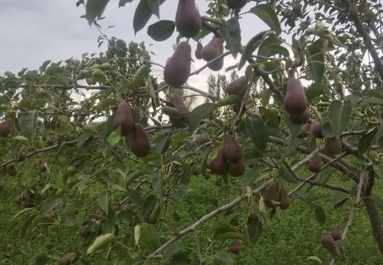 157 sot Torpaq Satılır, Xaçmaz