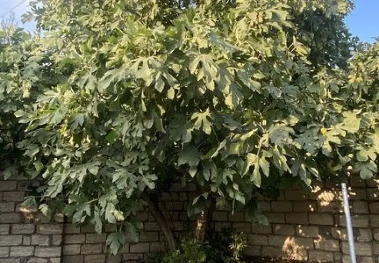 12 sot Torpaq Satılır, Albalı qəs., Sabunçu, Bakı