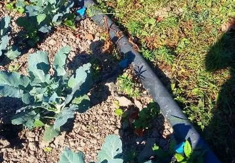 180 sot Torpaq Satılır, Xaçmaz