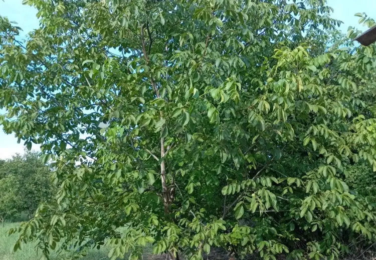 20 sot Torpaq Satılır, Ağdaş