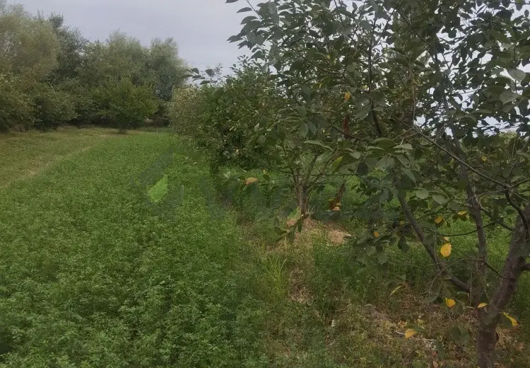 157 sot Torpaq Satılır, Xaçmaz
