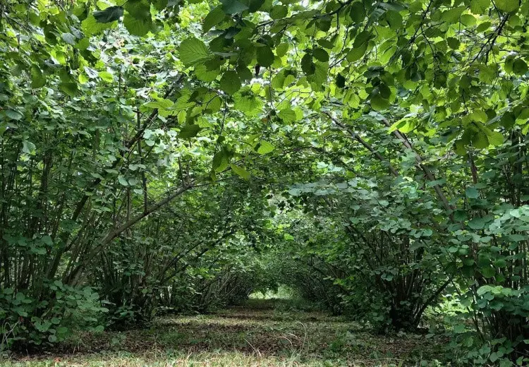 35 sot Torpaq Satılır, Oğuz