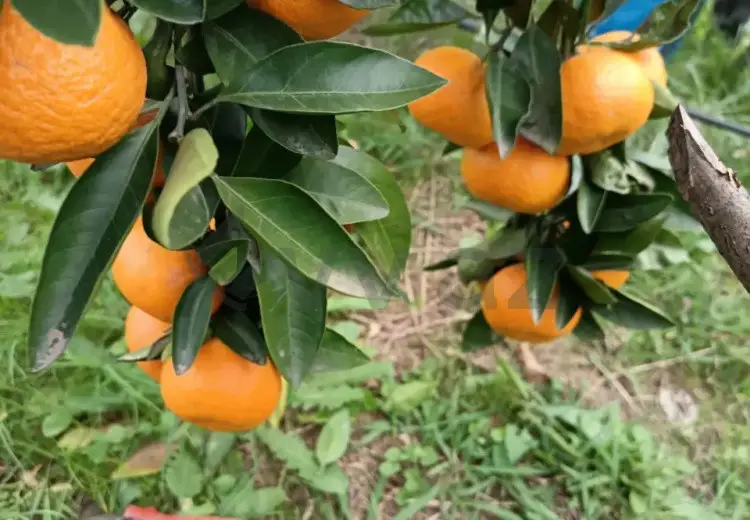 35 sot Torpaq Satılır, Astara