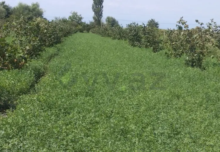 157 sot Torpaq Satılır, Xaçmaz