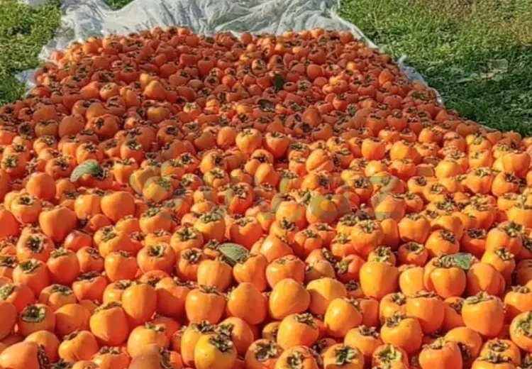 70 sot Torpaq Satılır, Göyçay