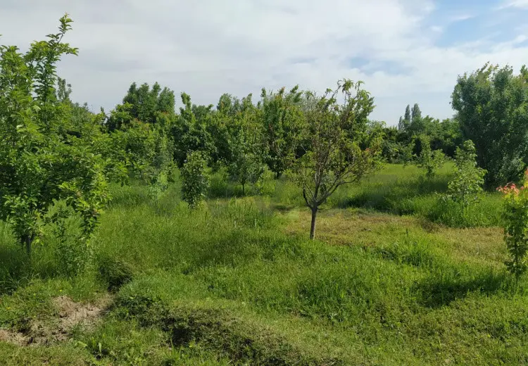 40 sot Torpaq Satılır, Tərtər