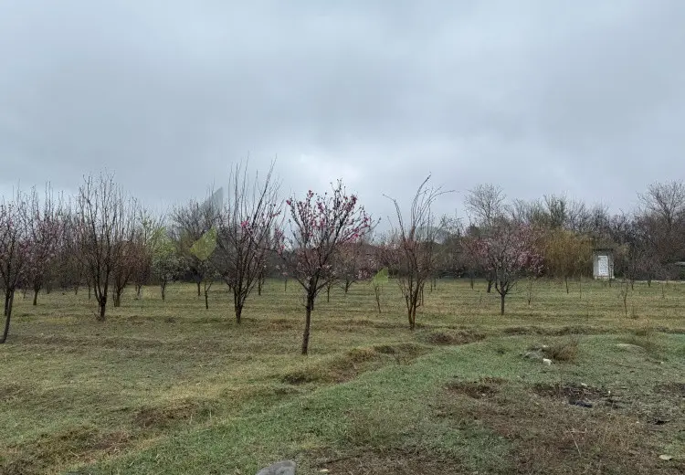 40 sot Torpaq Satılır, Tərtər