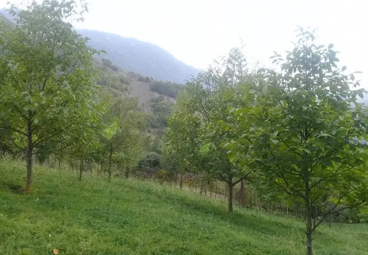 16 sot Torpaq Satılır, İsmayıllı