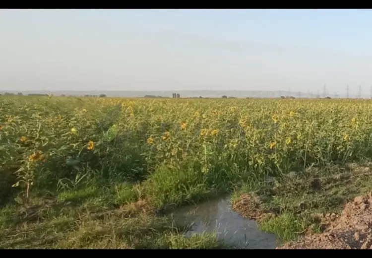200 sot Torpaq Satılır, Samux