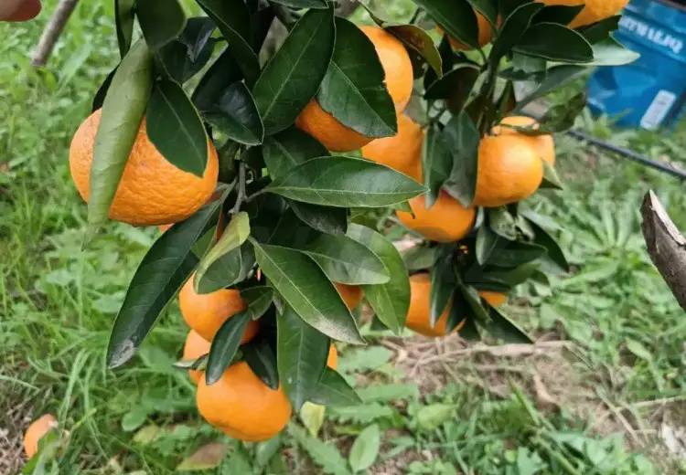 35 sot Torpaq Satılır, Astara