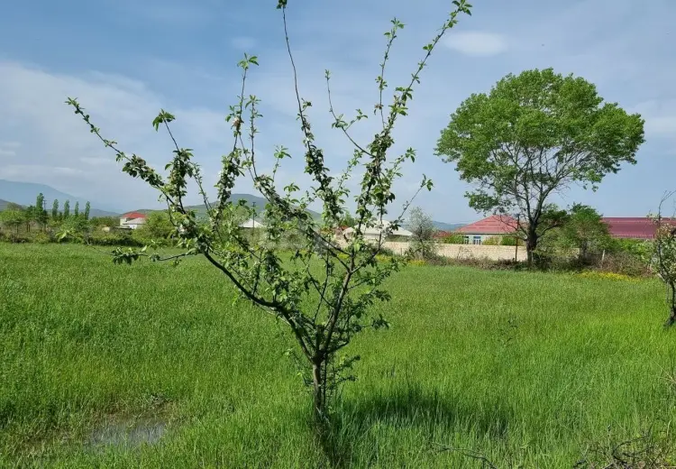 30 sot Torpaq Satılır, Bakı