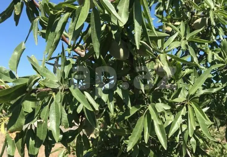 0 m² Obyekt / Ofis Satılır, Türkan, Xəzər, Bakı
