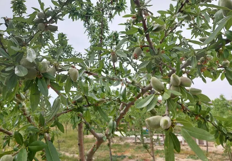 0 m² Obyekt / Ofis Satılır, Türkan, Xəzər, Bakı