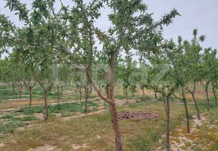 0 m² Obyekt / Ofis Satılır, Türkan, Xəzər, Bakı