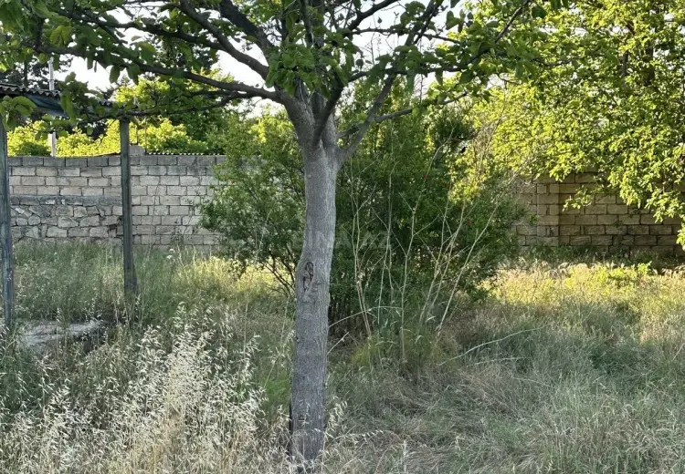 4 sot Torpaq Satılır, Novxanı, Abşeron