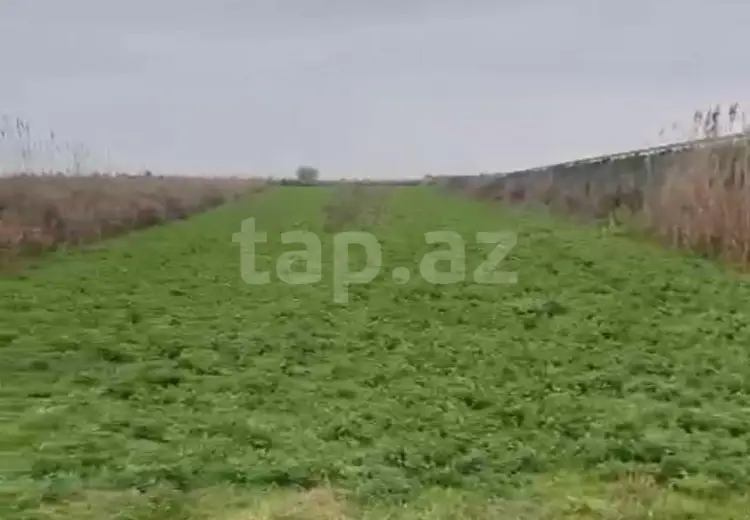 86 sot Torpaq Satılır, Salyan