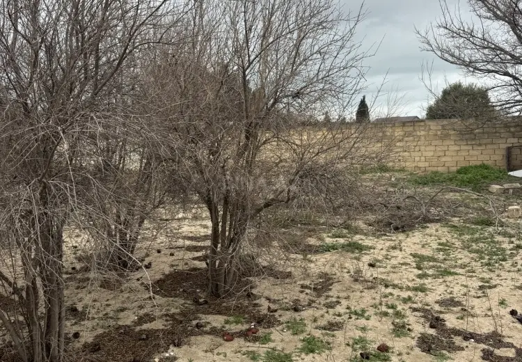 2 sot Torpaq Satılır, Novxanı, Abşeron