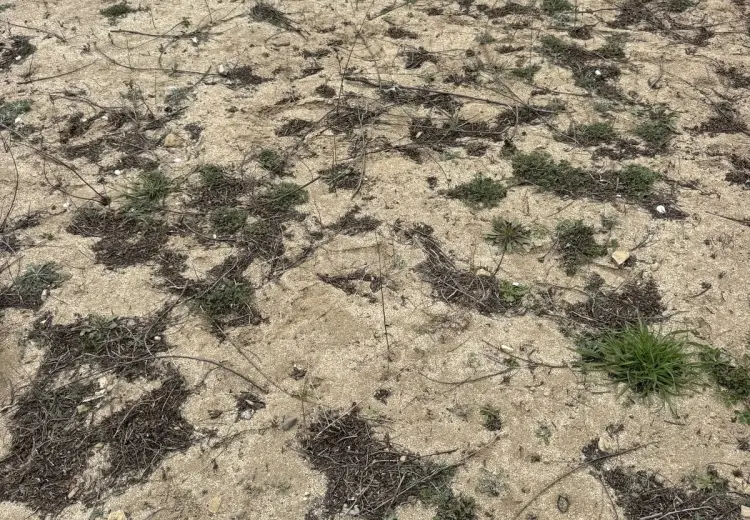 2 sot Torpaq Satılır, Novxanı, Abşeron