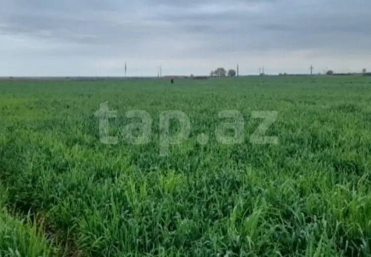 166 sot Torpaq Satılır, Şabran