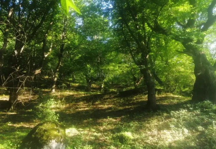 14 sot Torpaq Satılır, Qəbələ
