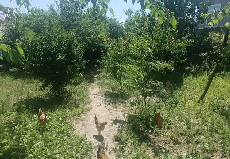 6 sot Torpaq Satılır, Şəki