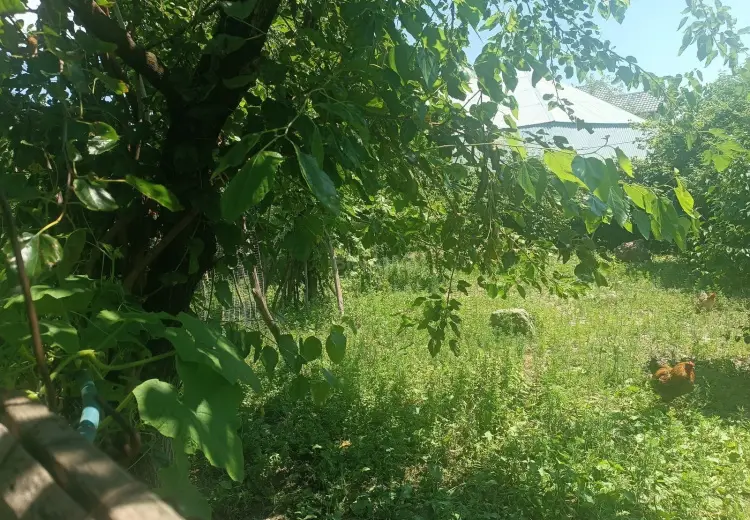 6 sot Torpaq Satılır, Şəki