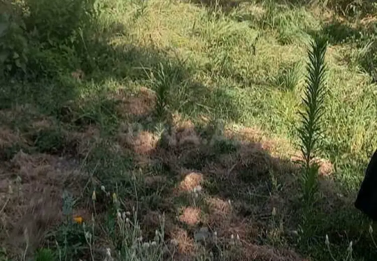 5 sot Torpaq Satılır, Qəbələ