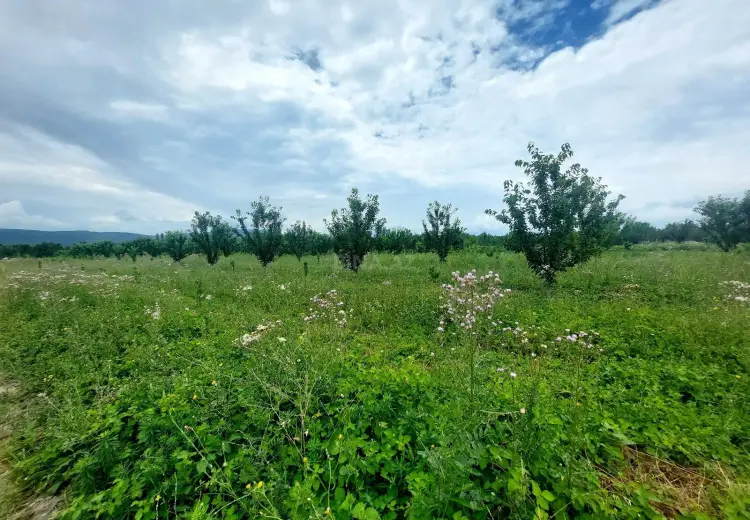 51 sot Torpaq Satılır, Quba