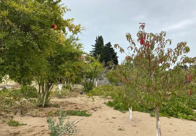24 sot Torpaq Satılır, Mərdəkan, Xəzər, Bakı