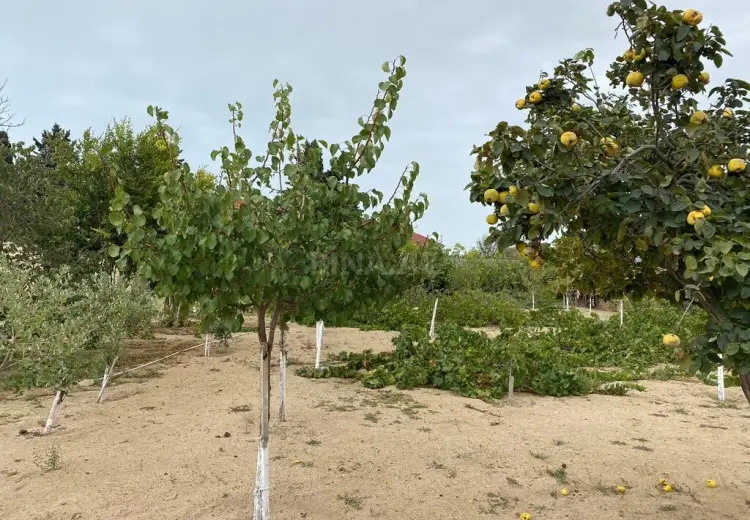 24 sot Torpaq Satılır, Mərdəkan, Xəzər, Bakı