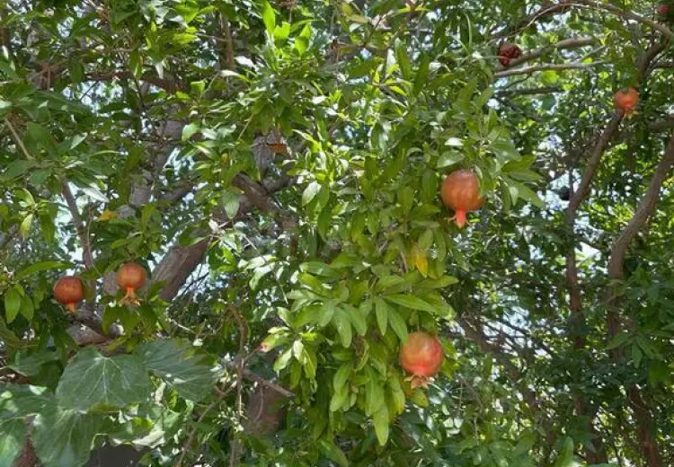 10 sot Torpaq Satılır, Buzovna, Xəzər, Bakı