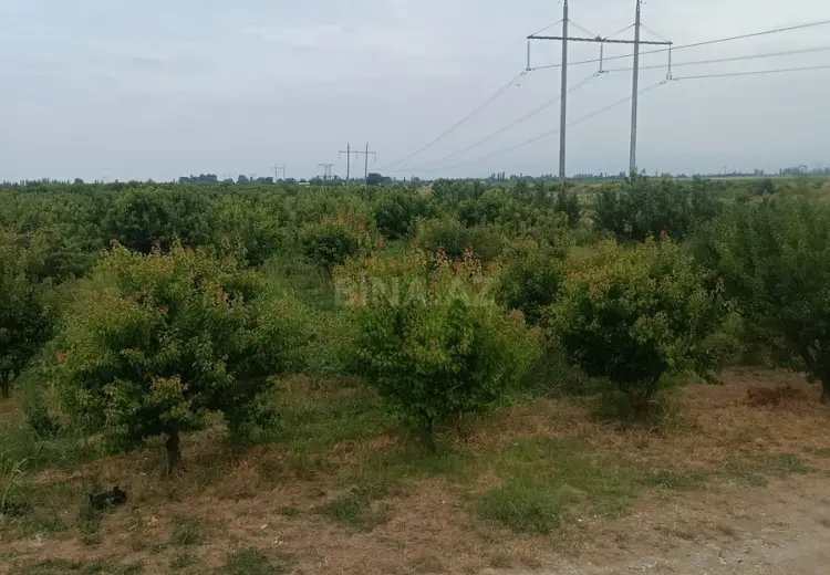 750 sot Torpaq Satılır, Xaçmaz