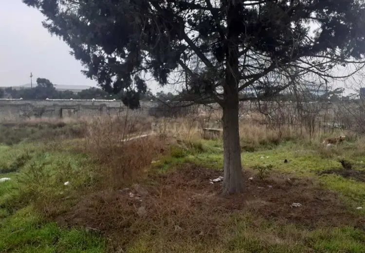 500 sot Torpaq Satılır, Qobu, Abşeron