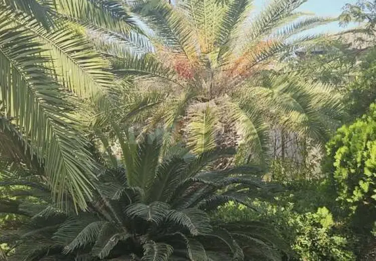 62 sot Torpaq Satılır, Şüvəlan, Xəzər, Bakı