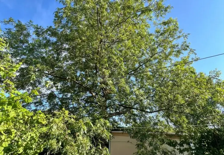 10 sot Torpaq Satılır, Novxanı, Abşeron