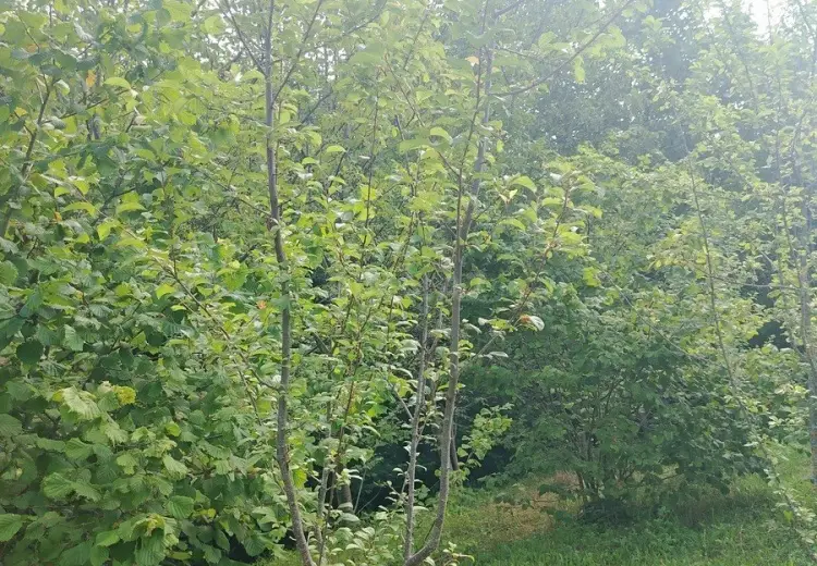 12 sot Torpaq Satılır, İsmayıllı