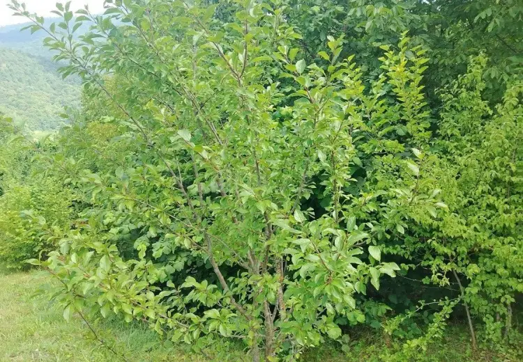 12 sot Torpaq Satılır, İsmayıllı