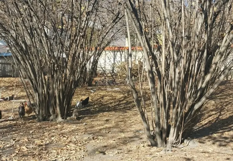 4 sot Torpaq Satılır, Qəbələ