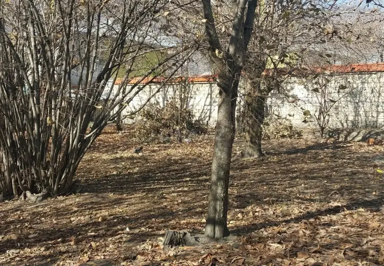 4 sot Torpaq Satılır, Qəbələ
