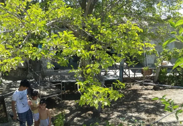 30 sot Torpaq Satılır, Nardaran qəs., Sabunçu, Bakı