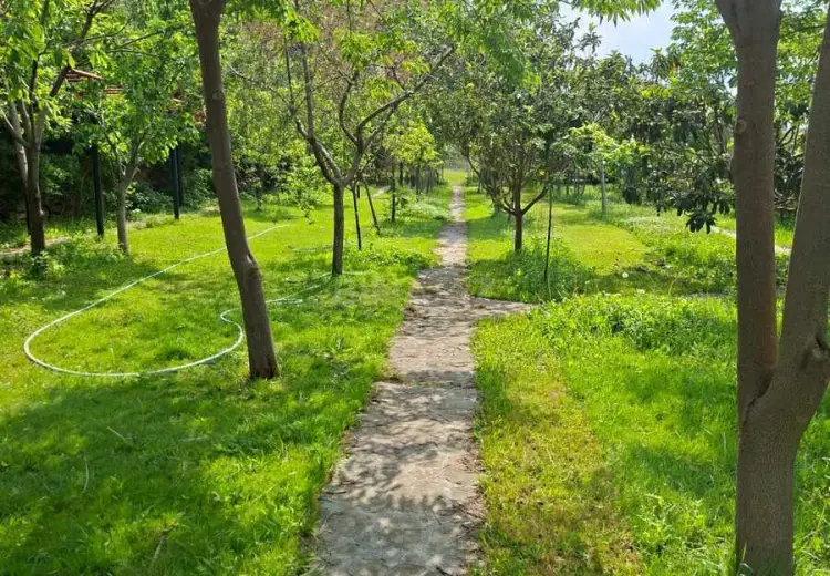 14 sot Torpaq Satılır, Binəqədi, Bakı